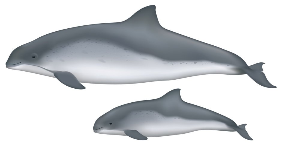 Phocoena Phocoena, Harbour Porpoise
