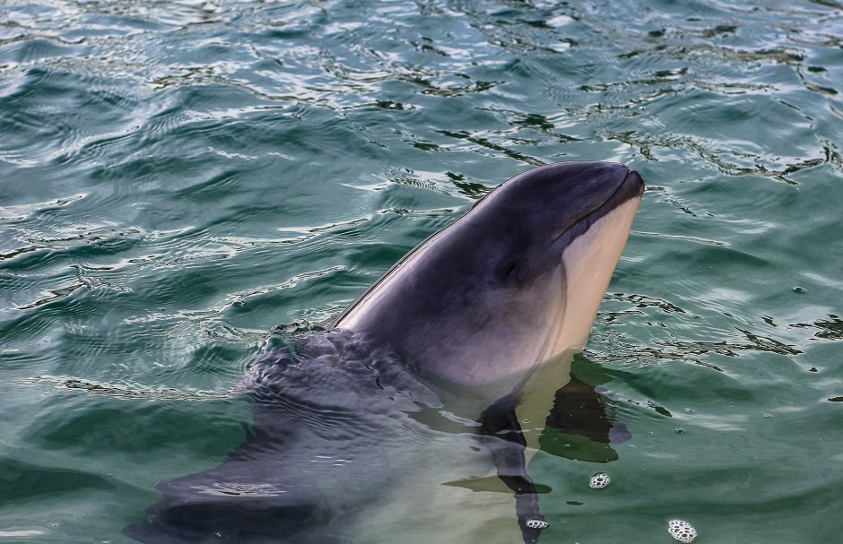 Phocoena Phocoena Harbour Porpoise обыкновенная морская свинья