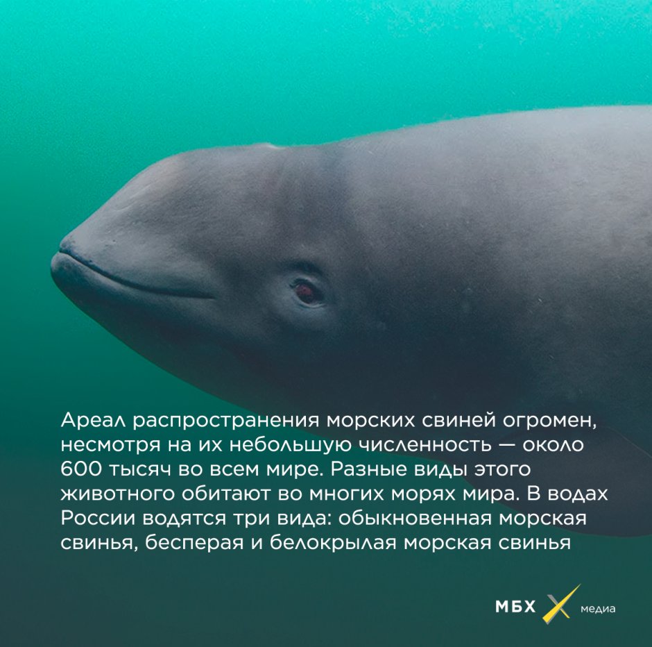 Дельфины Кизимкази