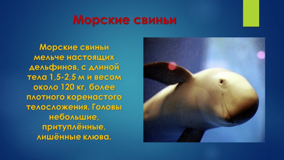 Вакита морская свинья