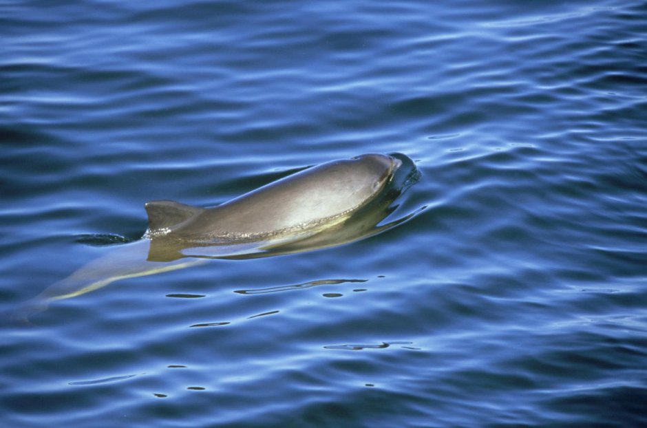 Калифорнийская морская свинья Дельфин