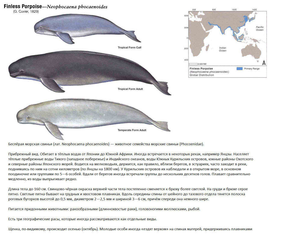 Морская свинья Азовка