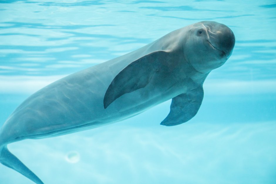 Phocoena Phocoena Harbour Porpoise обыкновенная морская свинья