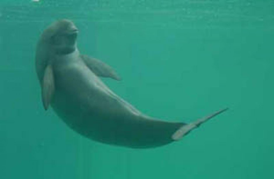 Yangtze Finless Porpoise