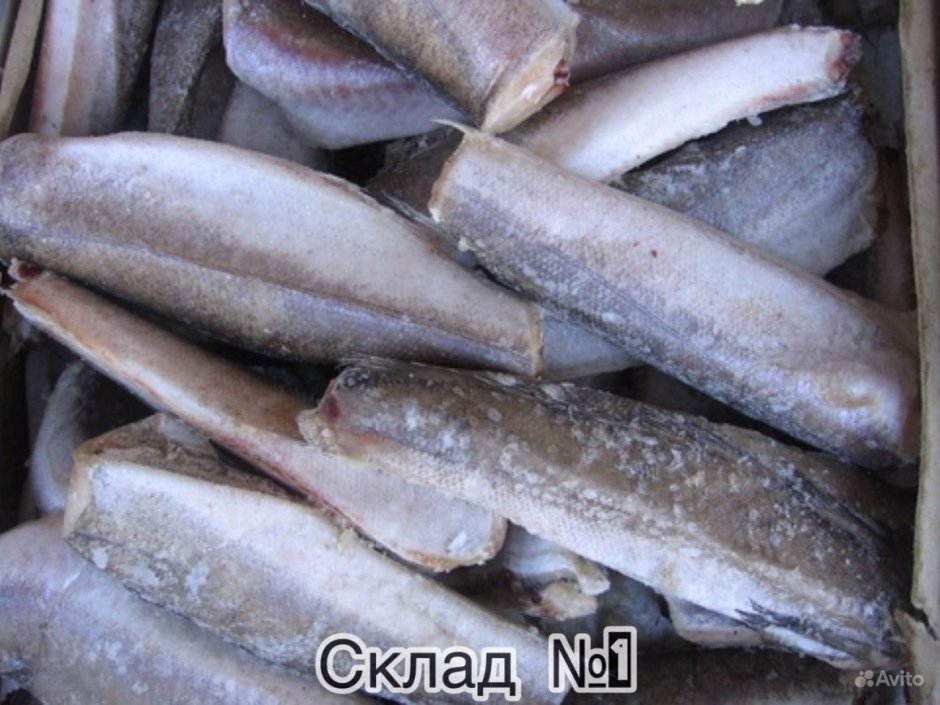 Рыба замороженная путассу