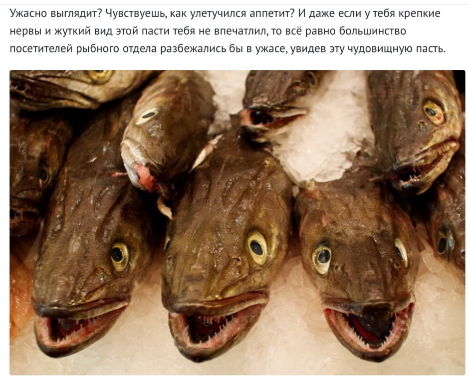 Хек hubbsi Аргентина