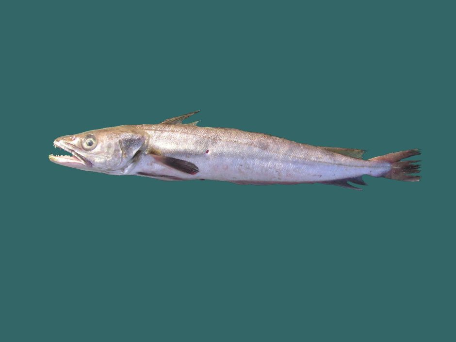 Хек мороженный 300-500