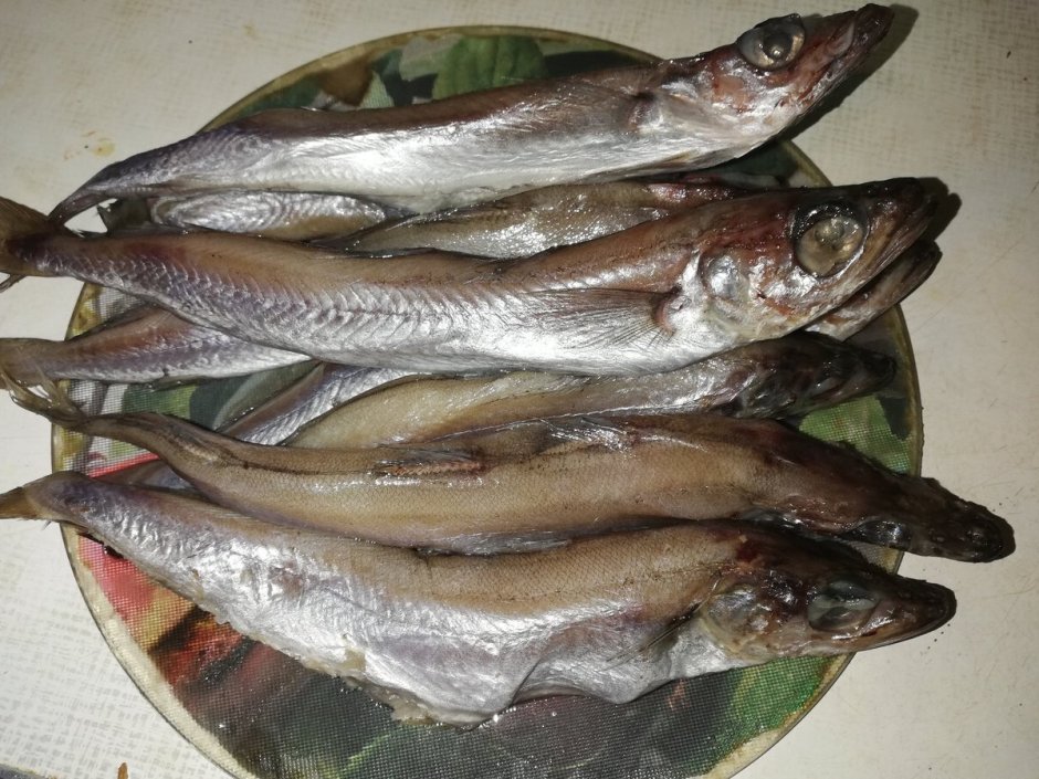 Рыба хек серебристый