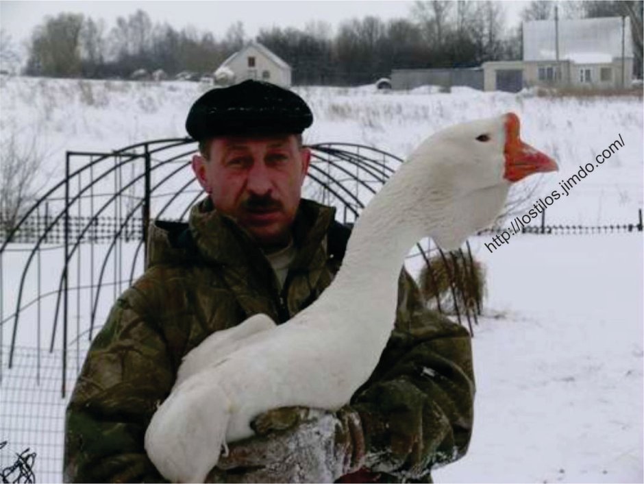 Человек Гусь