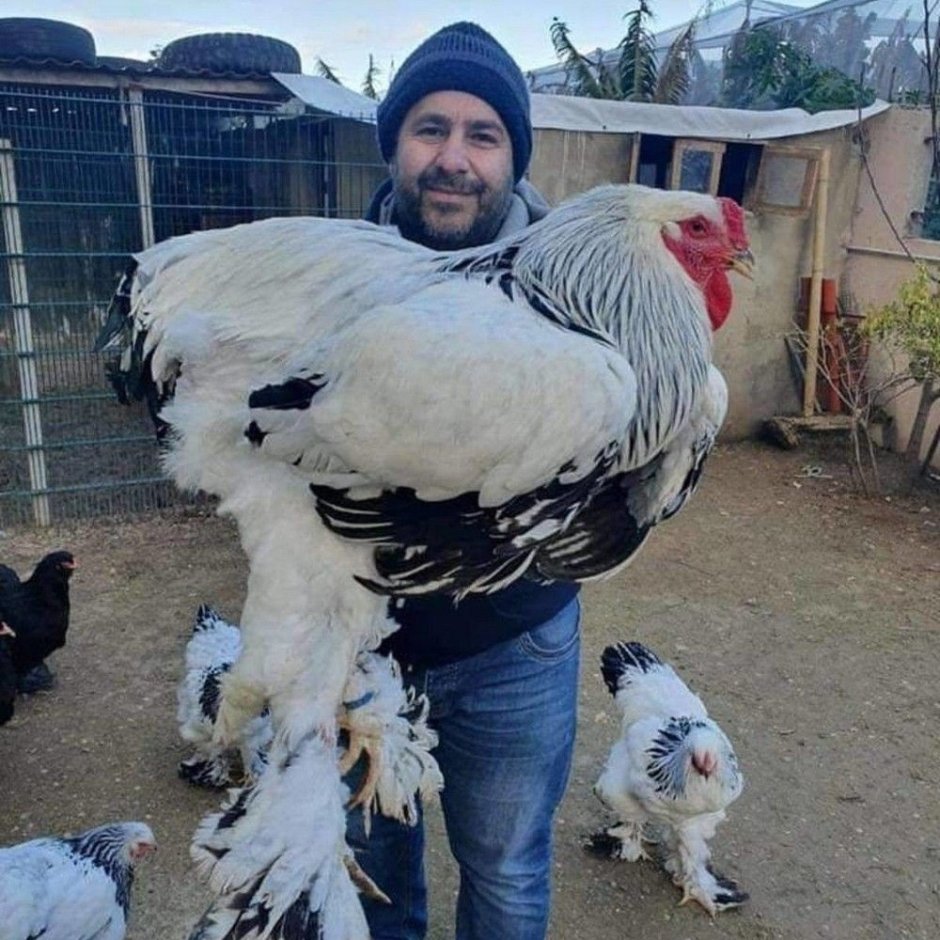 Петух породы Брама