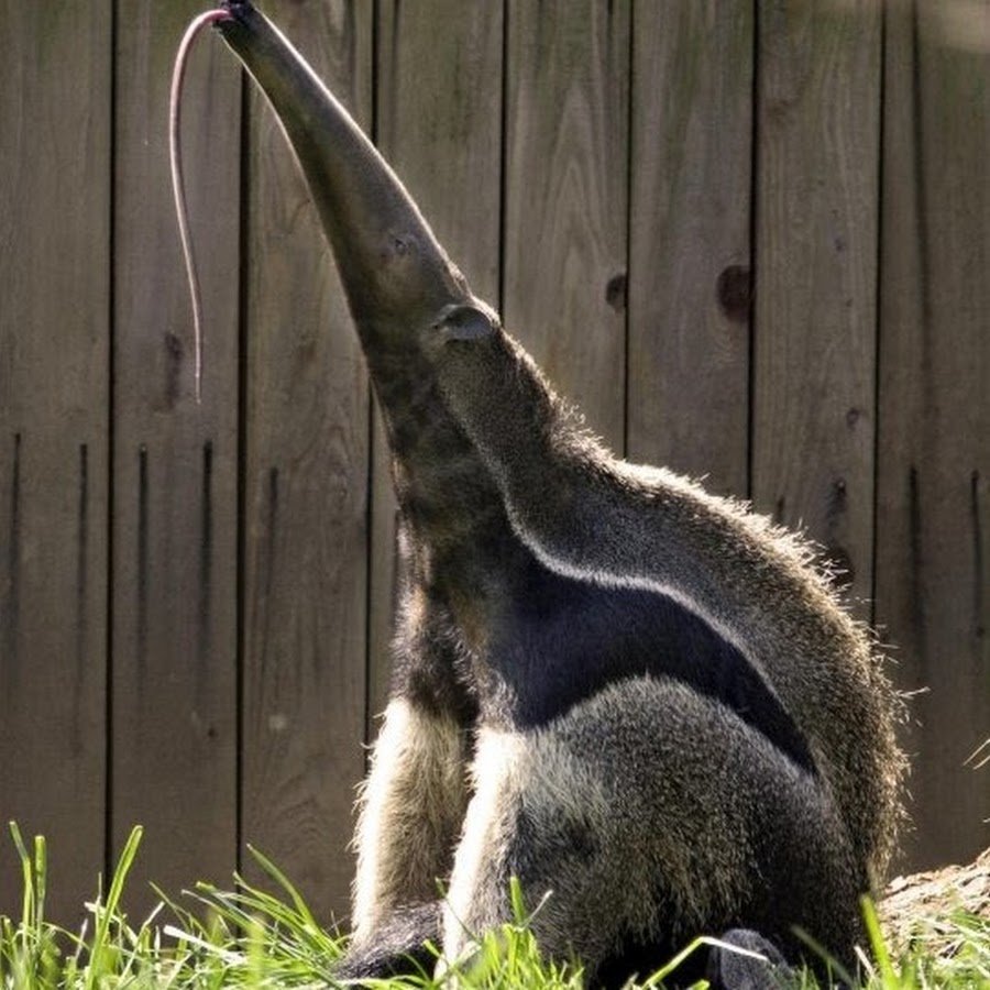 Европейский барсук