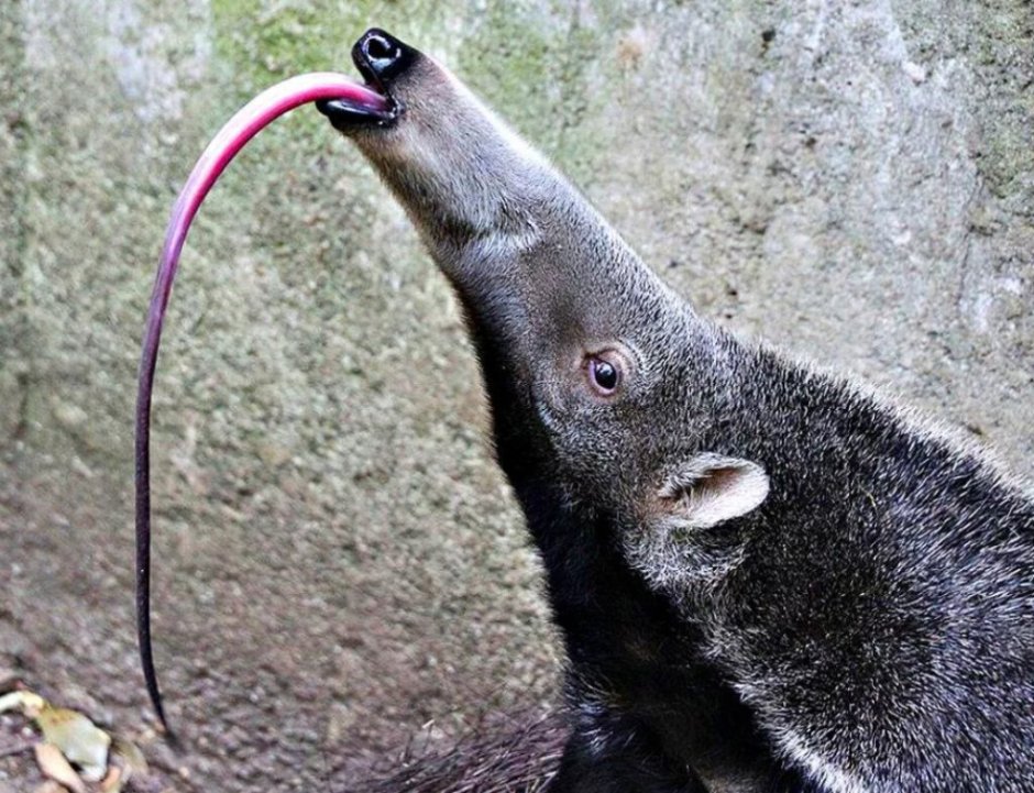 Гигантский муравьед