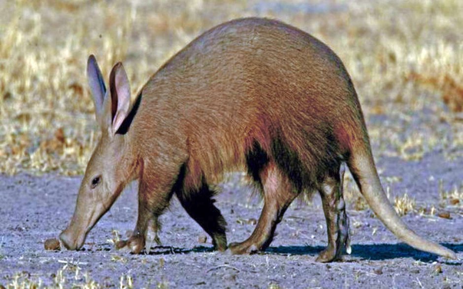 Хоботковая собачка Петерса