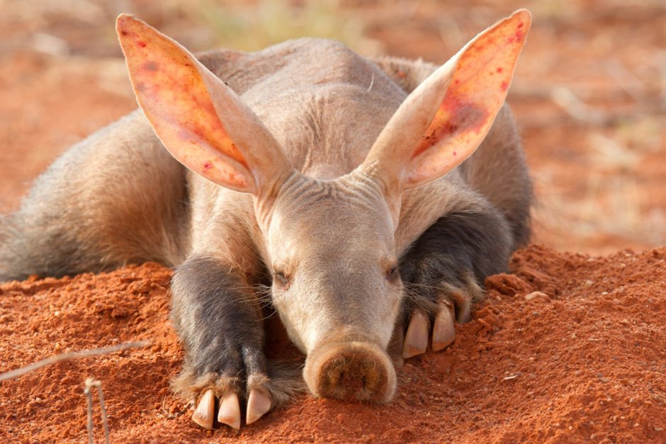 Коати енот носуха