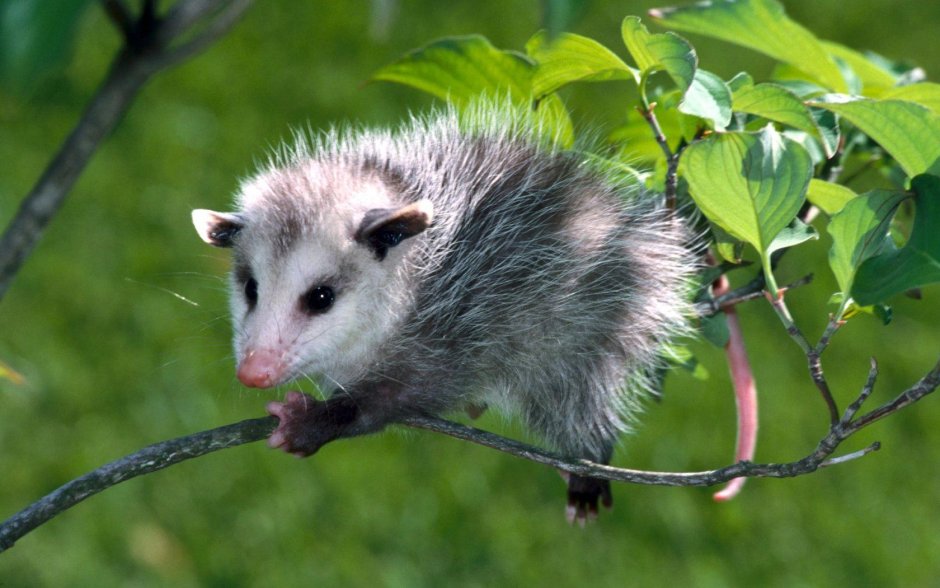 Вомбат и капибара