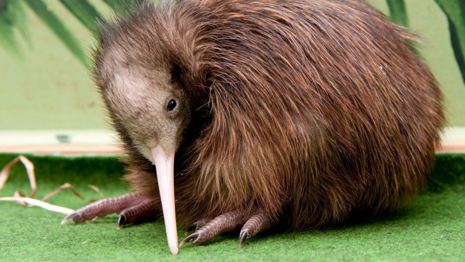 Прыгунчик слоновая землеройка