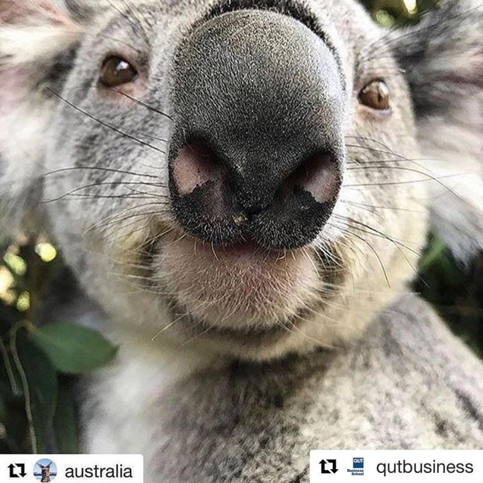 Крыса землеройка