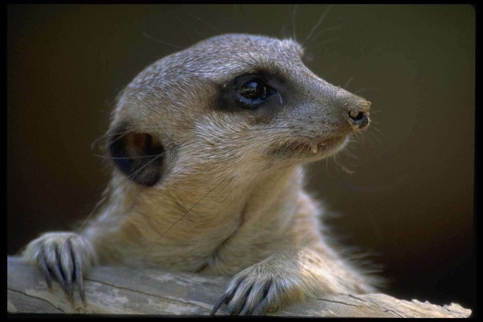 Поссум и опоссум