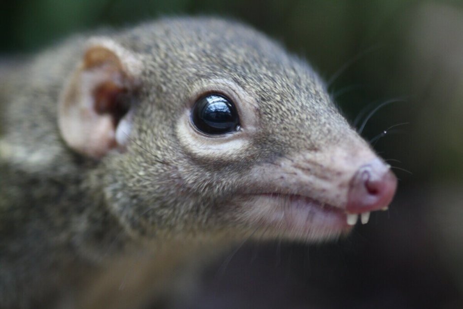 Когти суриката