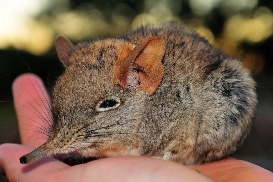 Трубкозуб (Земляной поросёнок)