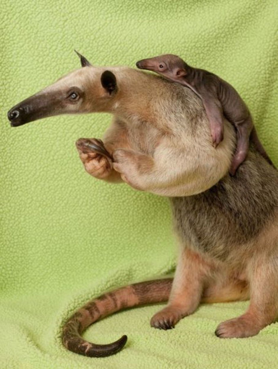 Землеройка прыгунчик