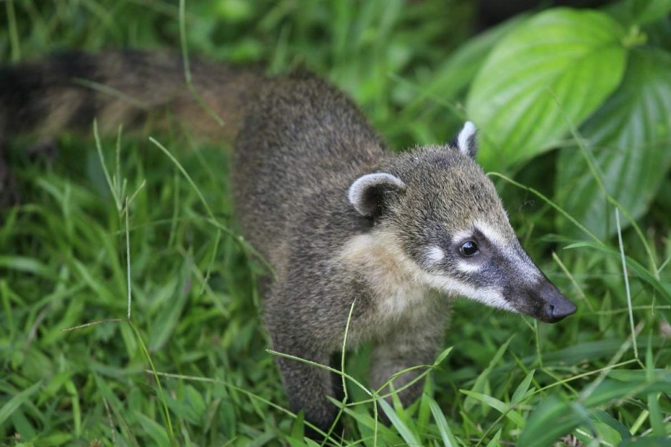 Гнездовики амфибии