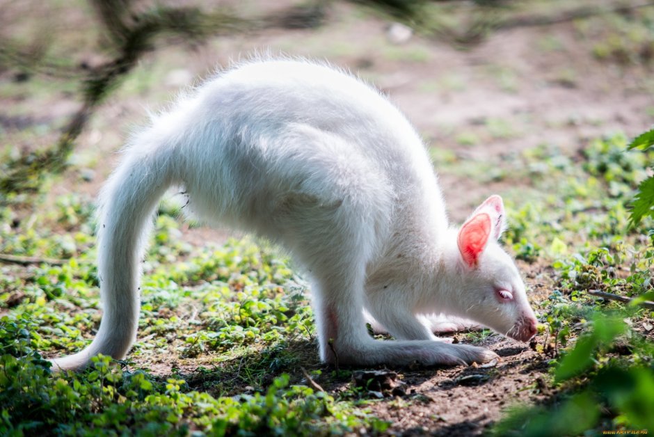Опоссум Чарли