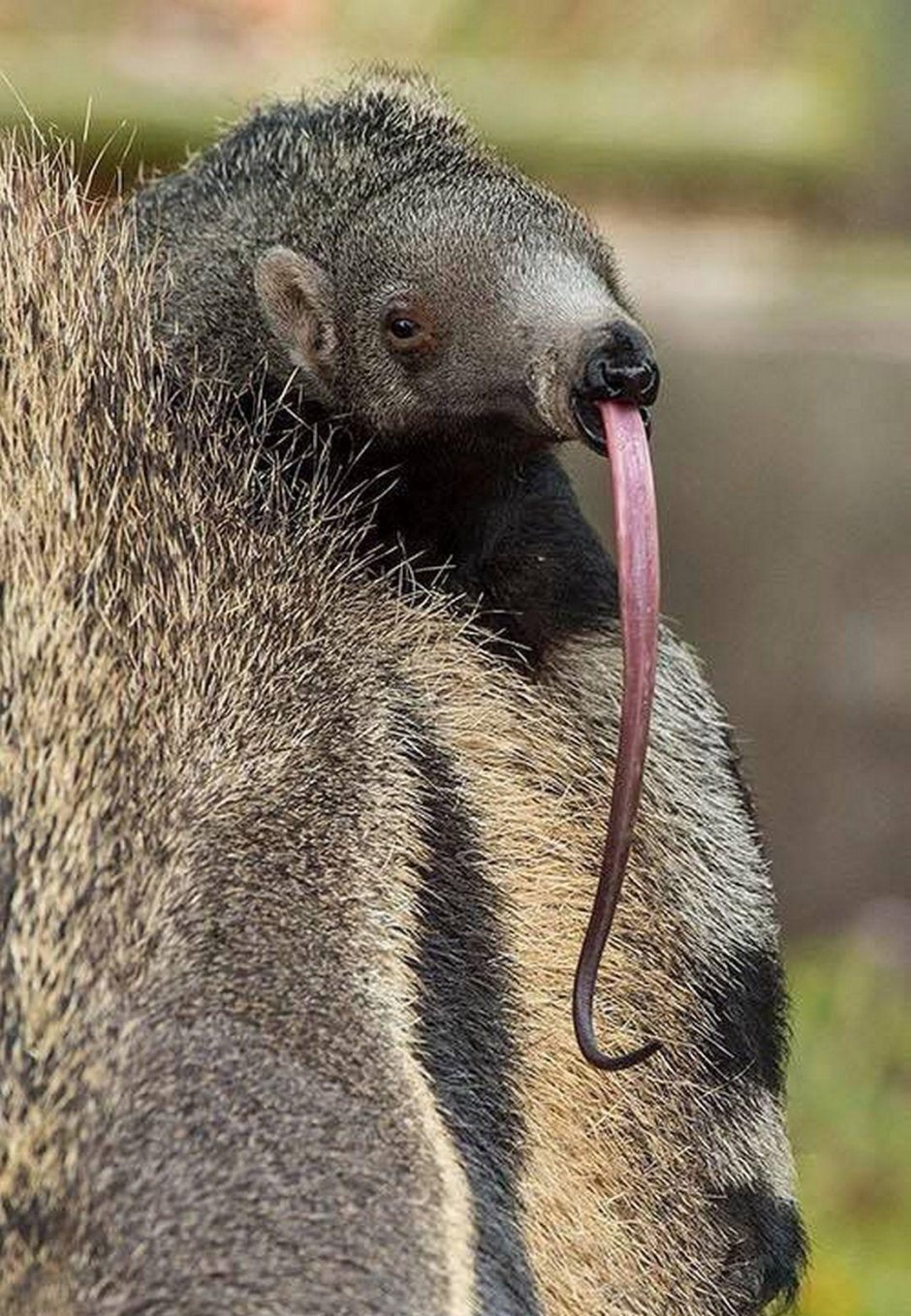 Землеройковые крысы с острова Сулавеси