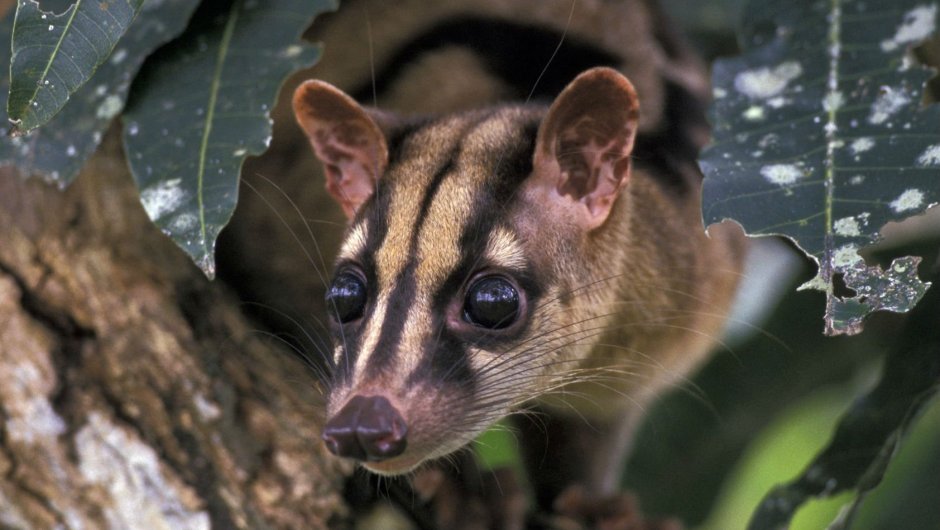 Центральноамериканский тапир