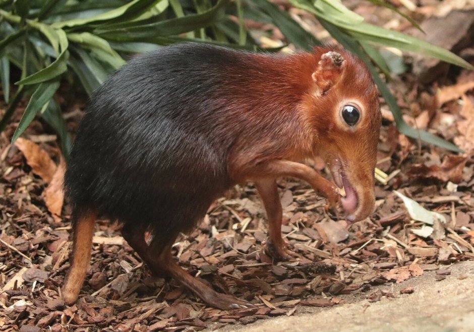 Трубкозуб (Земляной поросёнок)