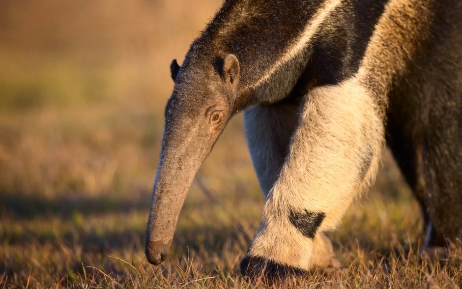 Мадагаскарская руконожка детеныш