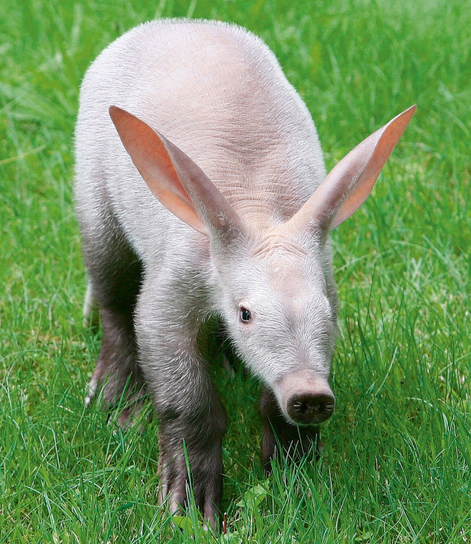 Броненосец животное муравьед