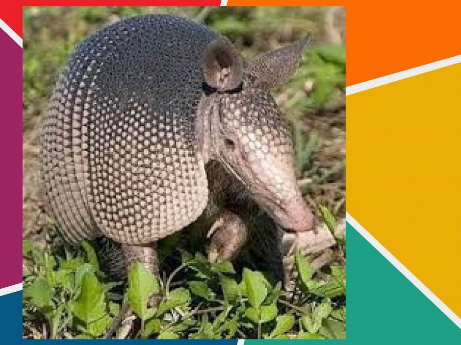 Арктическая бурозубка