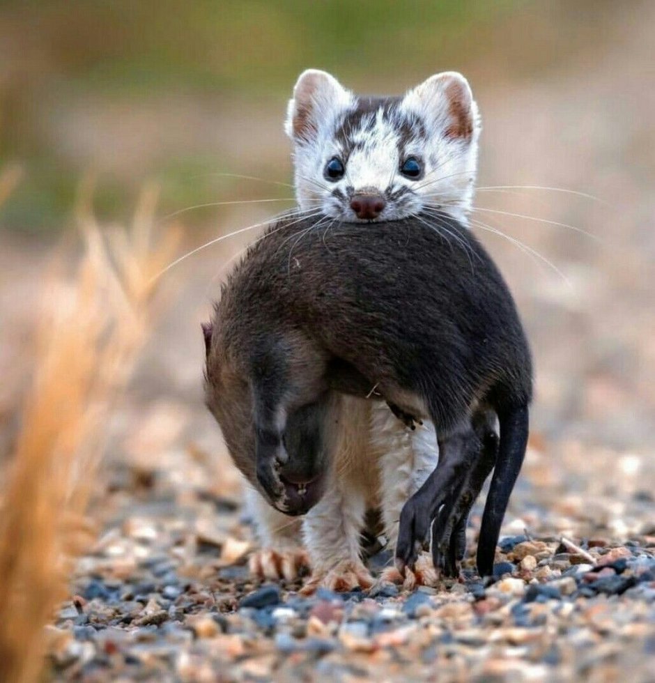 Плащеносный броненосец