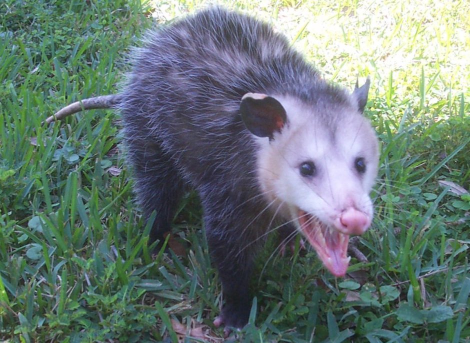 Гигантский муравьед