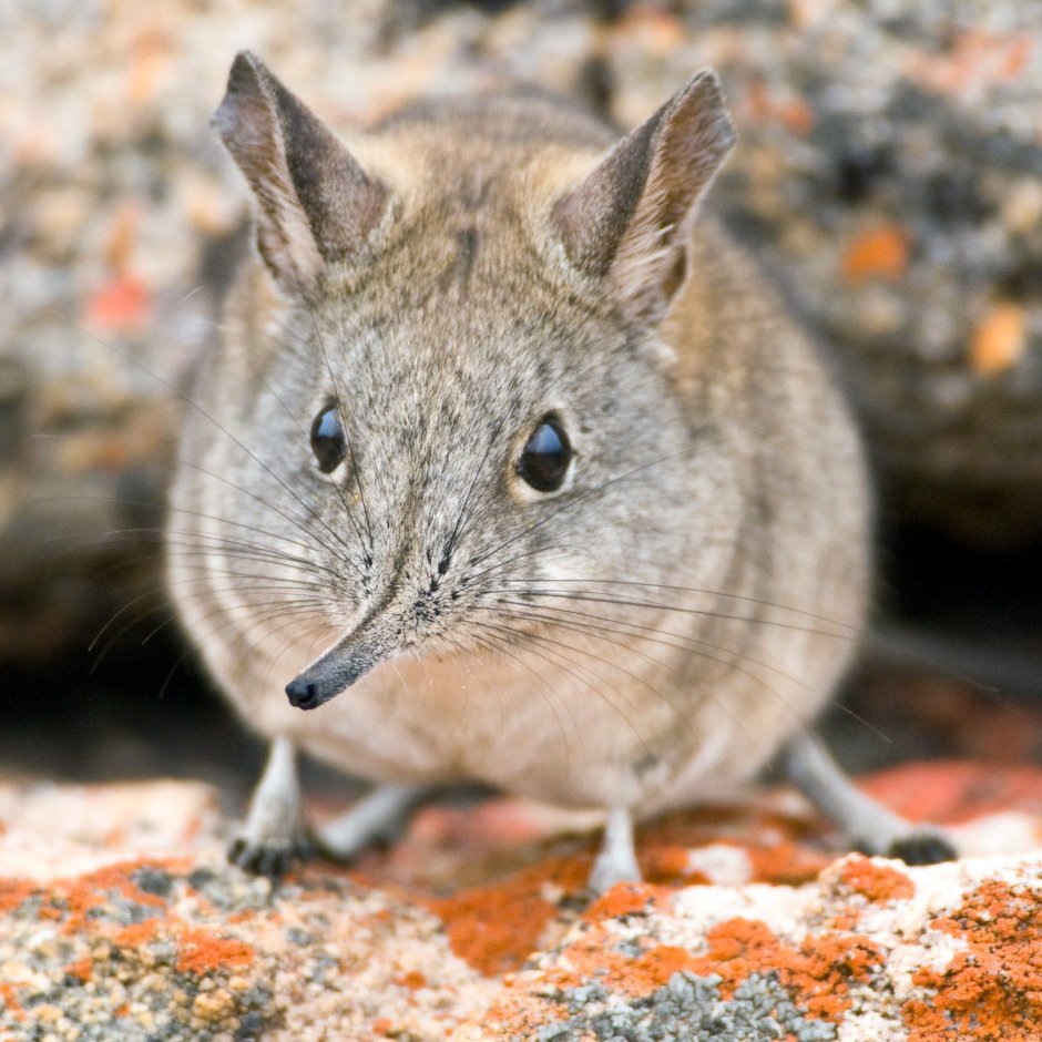 Североаргентинский опоссум
