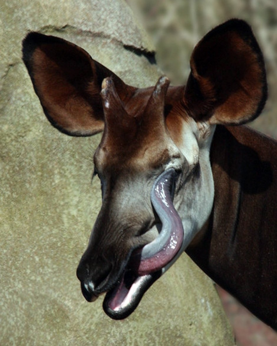 Дымчатые летучие мыши