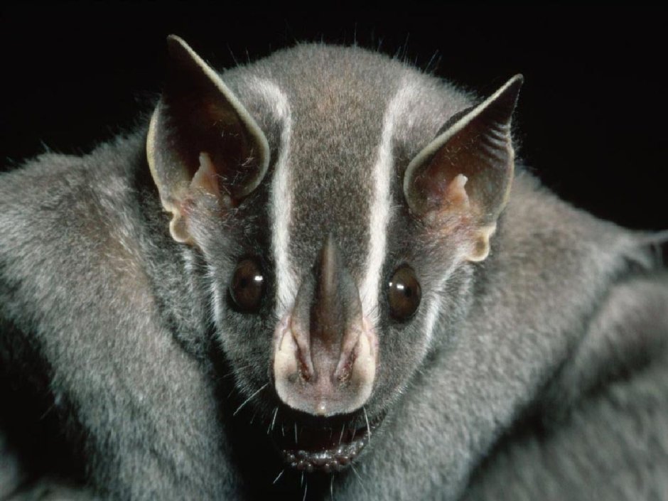 Перохвостая тупайя