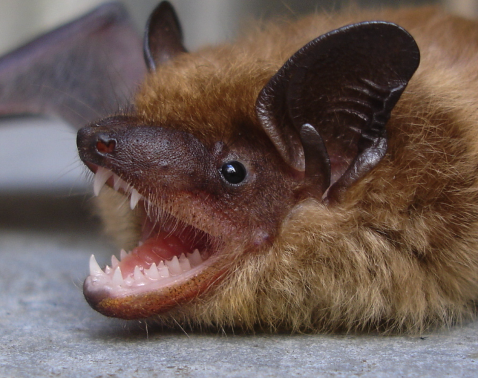 Карликовый мышиный лемур