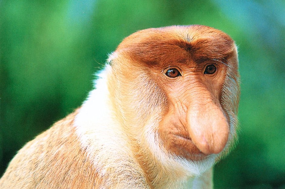 Трубкозуб (Земляной поросёнок)