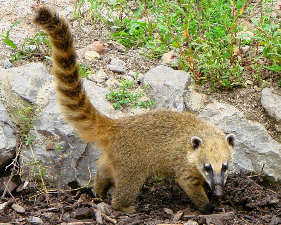 Карликовый лемур Лори