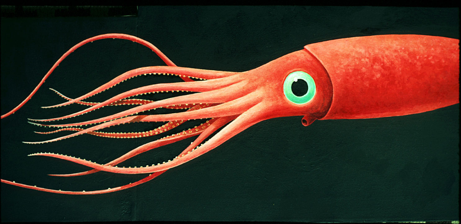 Гигантский кальмар Dosidicus Gigas
