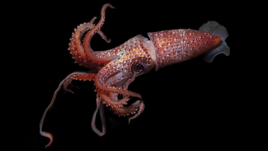 Кальмар Lolliguncula Brevis