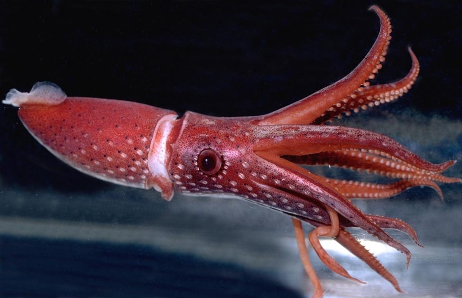 Кальмарам octopoteuthis deletron