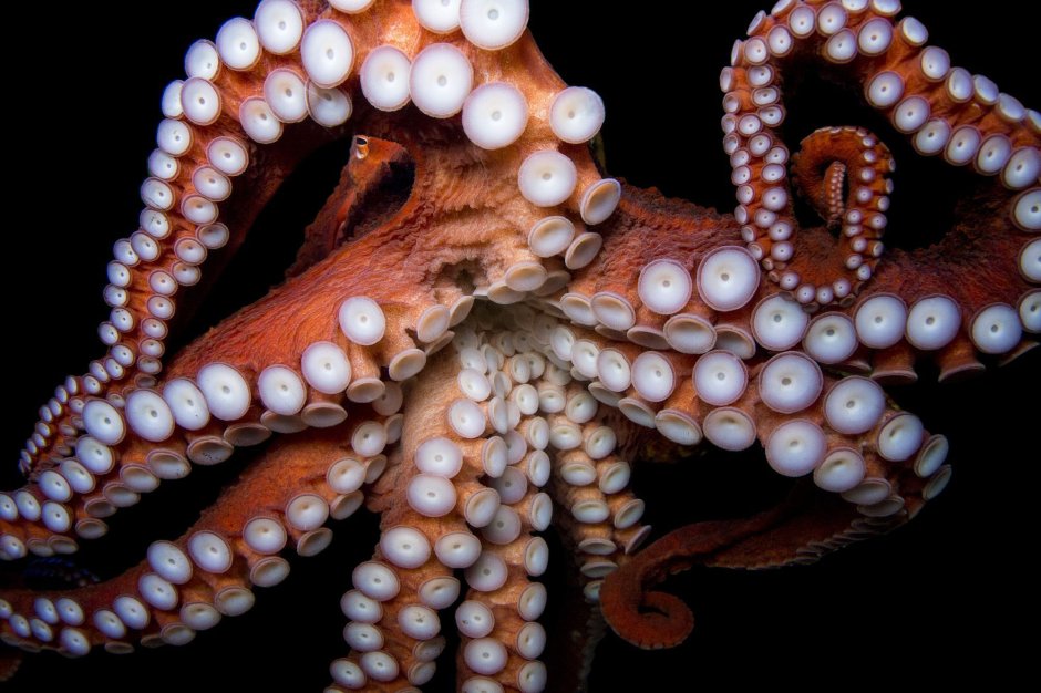 Giant Pacific Octopus