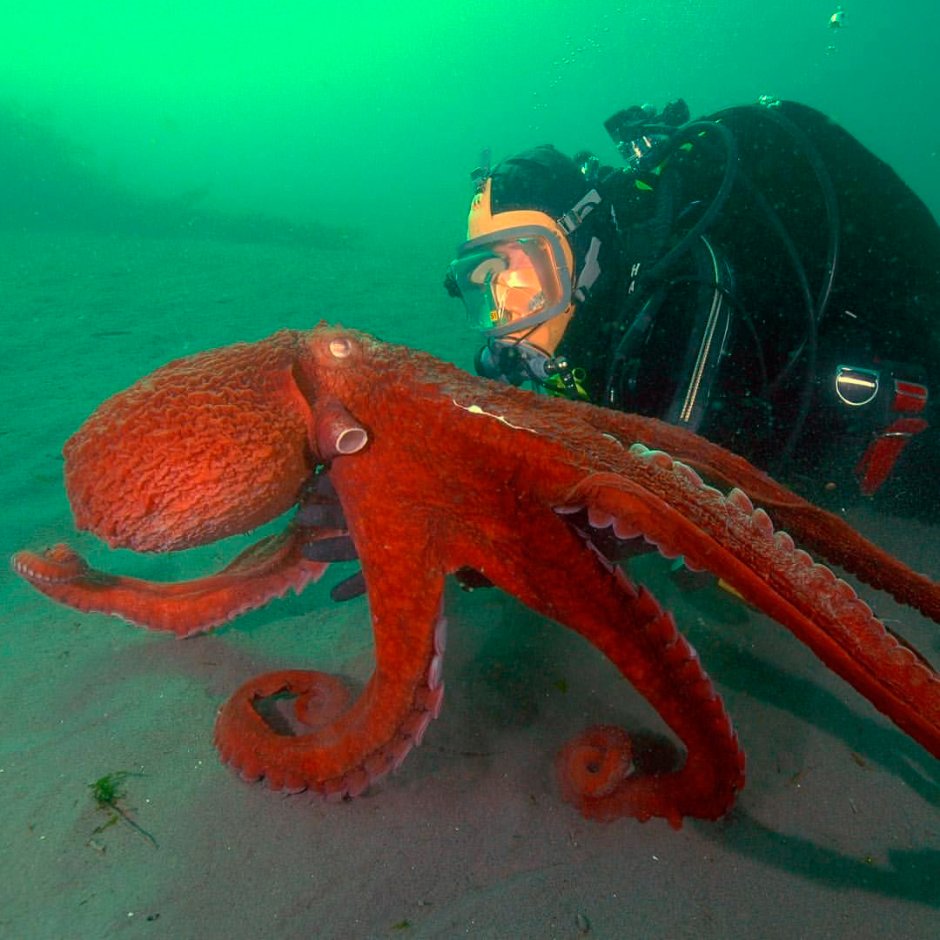Осьминог Octopus vulgaris