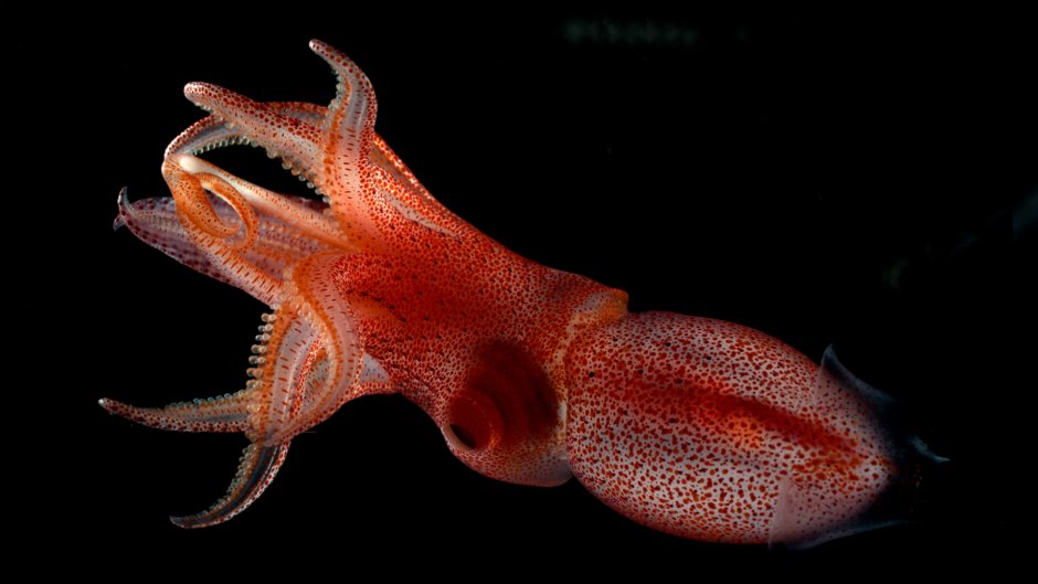 Histioteuthis heteropsis