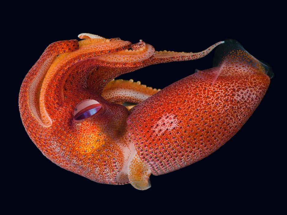 Octopoteuthis deletron