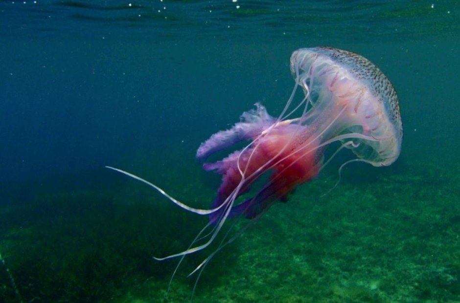 Адский вампир (Vampyroteuthis infernalis)