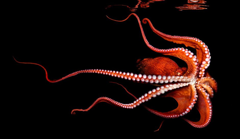 Салат красное море с икрой